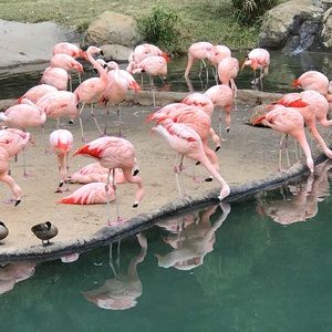 Meet your Posher, Amberleah